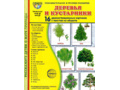 Демонстрационные картинки СУПЕР в папке. Деревья и кустарники (16 шт.)