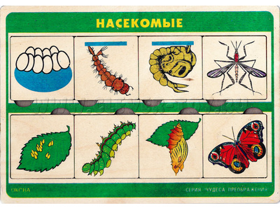 Рамка-вкладыш "Чудеса преображения - Насекомые" Рамка-вкладыш "Чудеса преображения - Насекомые"