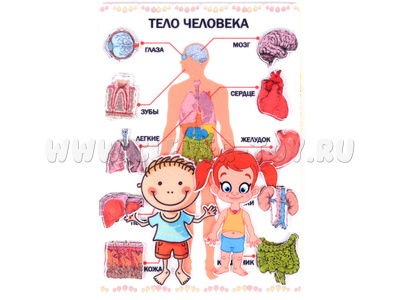 Тело человека с игровым полем (фетр) Тело человека с игровым полем (фетр)